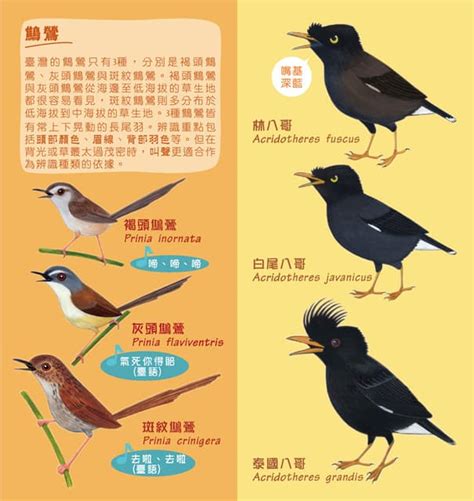 台灣 平地 常見 鳥類